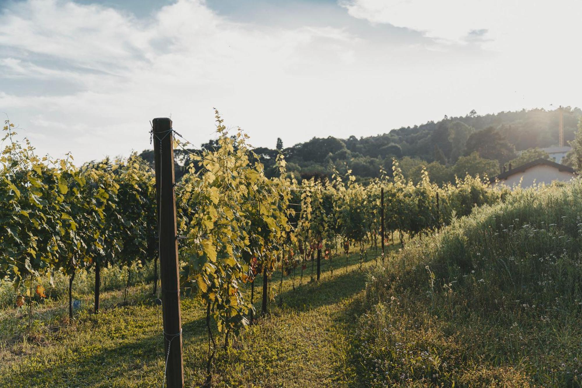 Tenuta Ronco Regio San Fermo della Battaglia Eksteriør billede